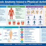 Basic Anatomy Related to Physical Activity