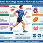 Basic Physiology Related to Physical Activity