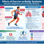 Effects of Exercise on Body Systems