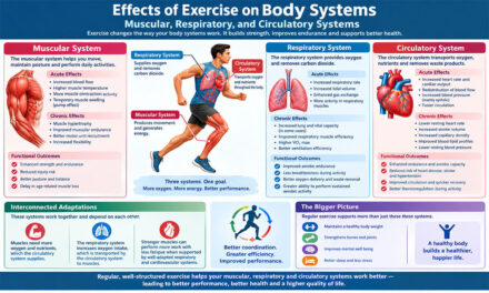 Effects of Exercise on Body Systems